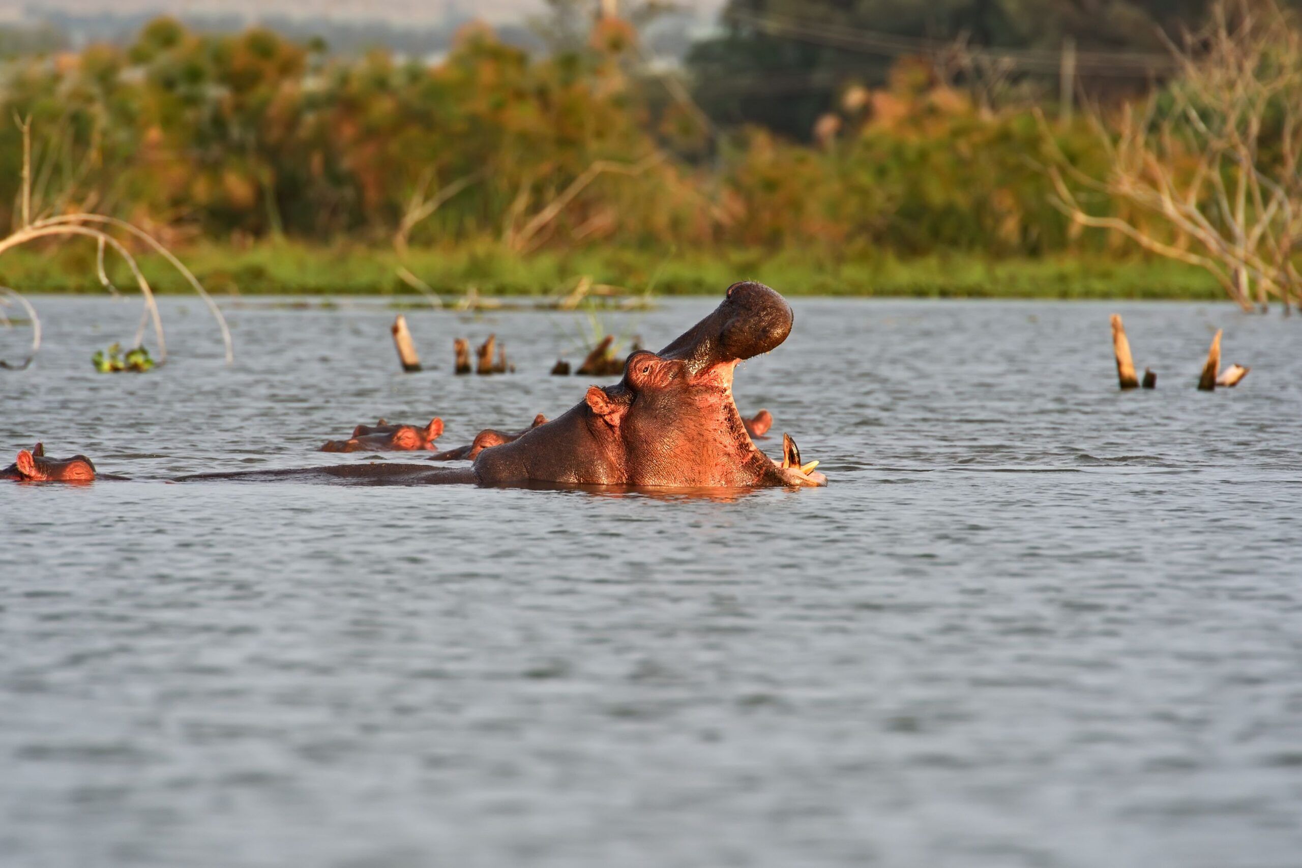 Hippopotame en Afrique