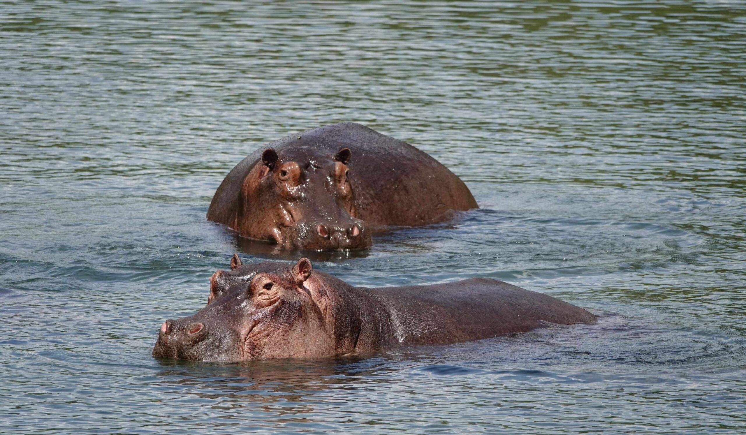Visitez les Mzima Springs