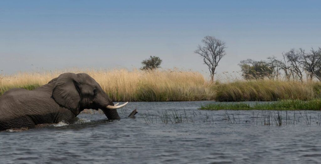 Elephant bathing - Large