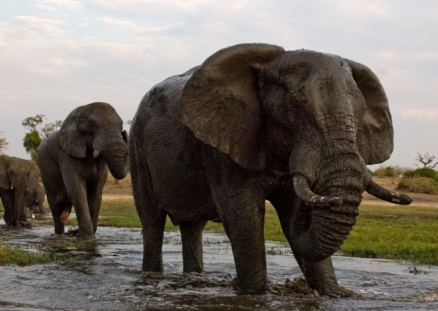 Elephants walking behind each other through the mud at Chobe Riverfront