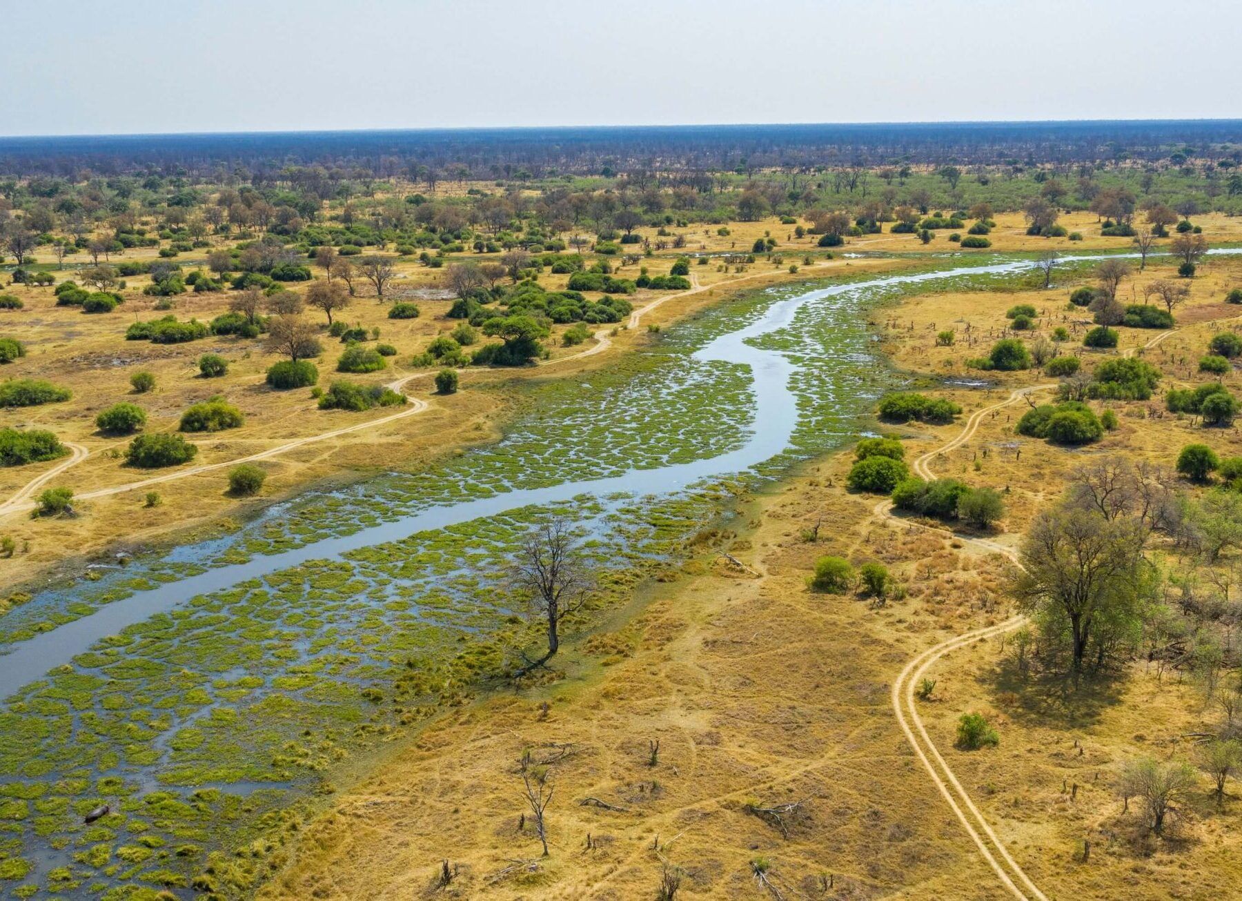 Khwai River from above with yellow grass and bushes on the left and right