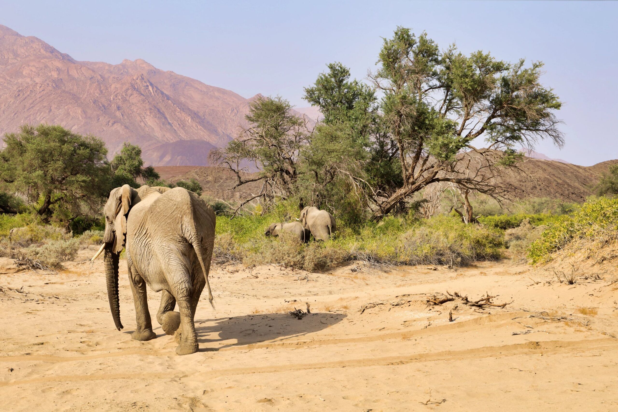 Éléphants du désert