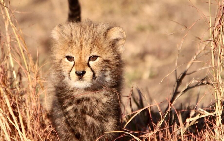 Un bébé guépard marche dans les hautes herbes dorées en Afrique du Sud