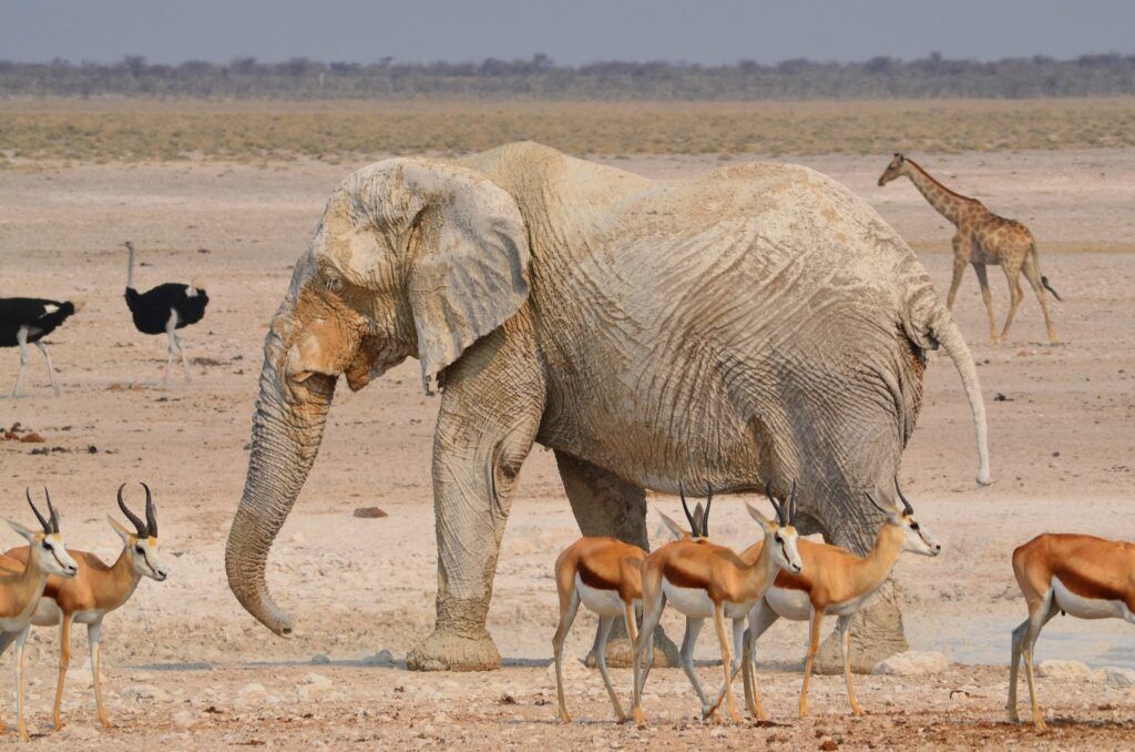 Éléphant entouré de springboks, d'autruches et d'une girafe dans le parc national d'Etosha en Namibie