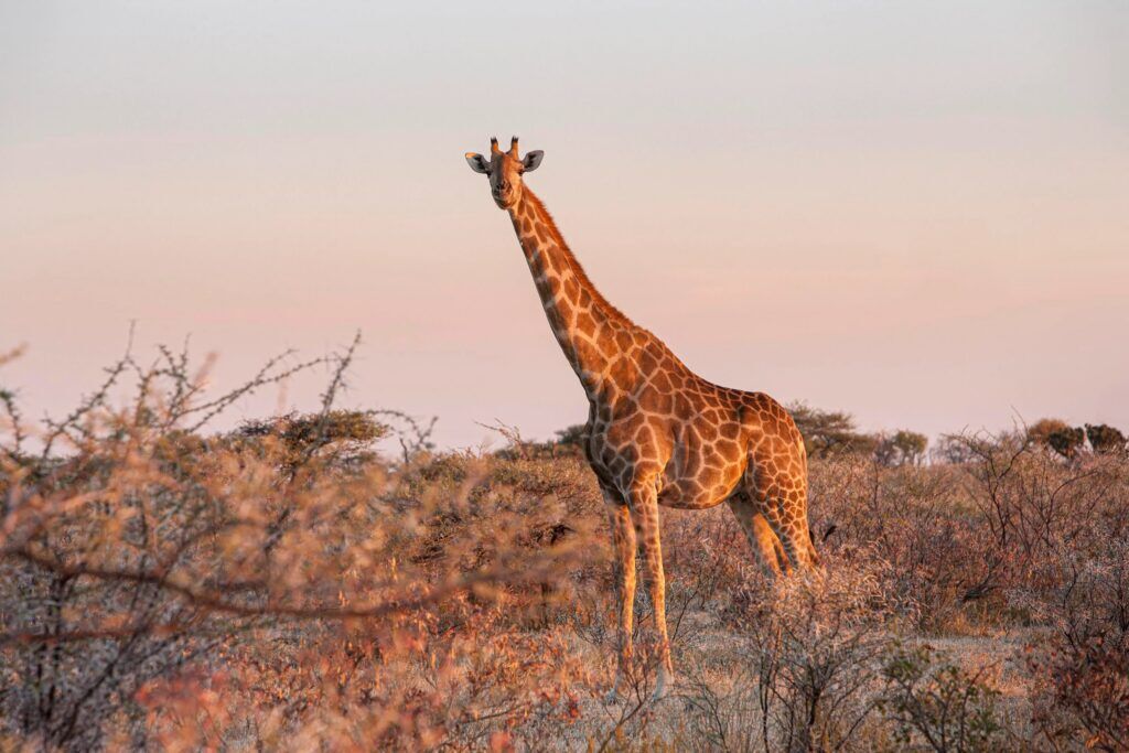Girafe debout dans la savane au coucher du soleil dans le parc national d'Etosha