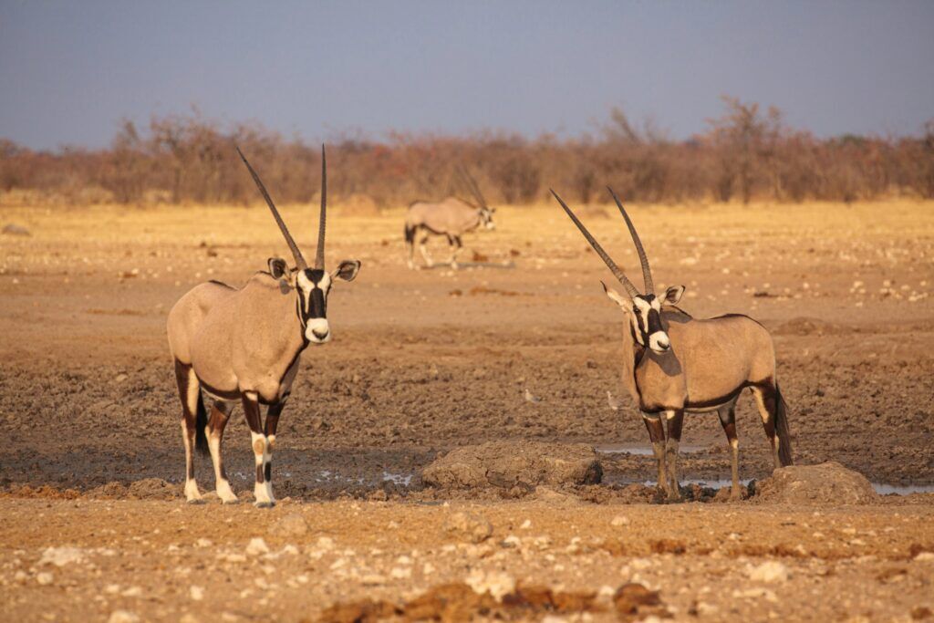 Antilopes oryx à un point d'eau asséché d'Etosha