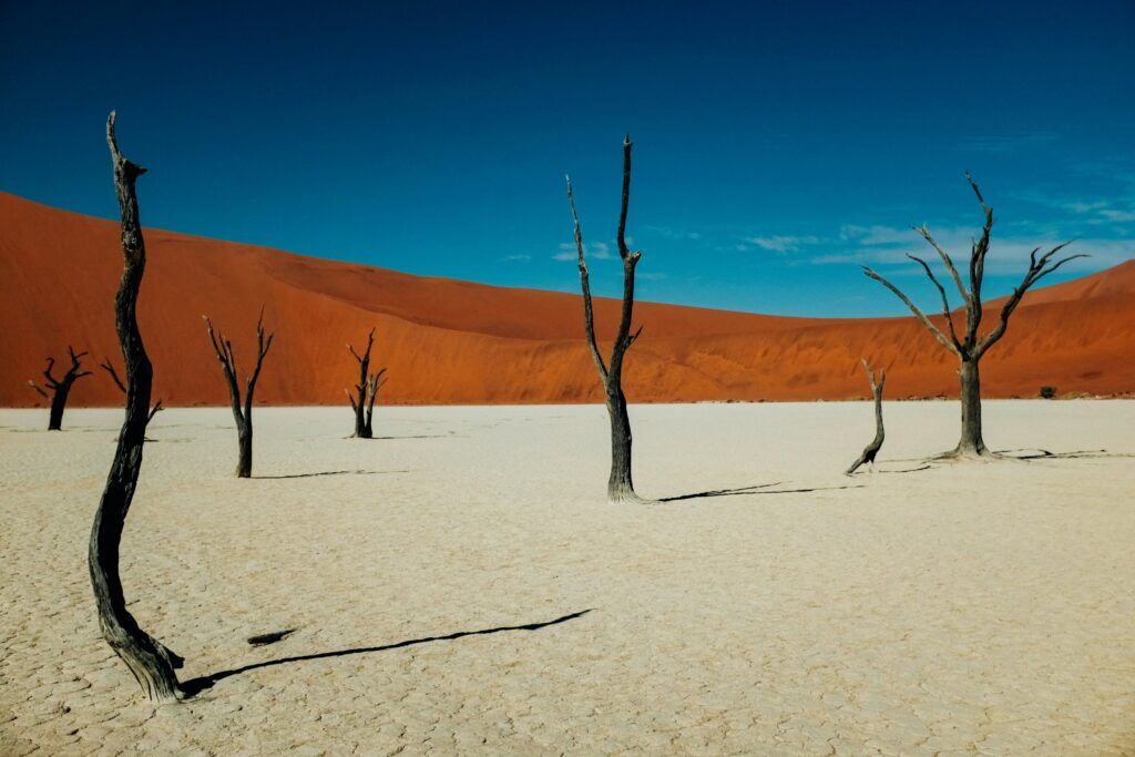 Arbres pétrifiés de Deadvlei dans le parc national de Sossusvlei en Namibie