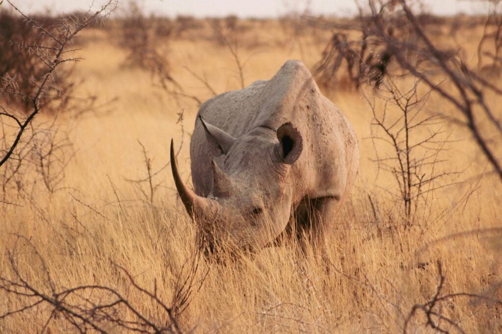 Un rhinocéros se déplaçant dans les herbes hautes et sèches de la savane, Namibie.
