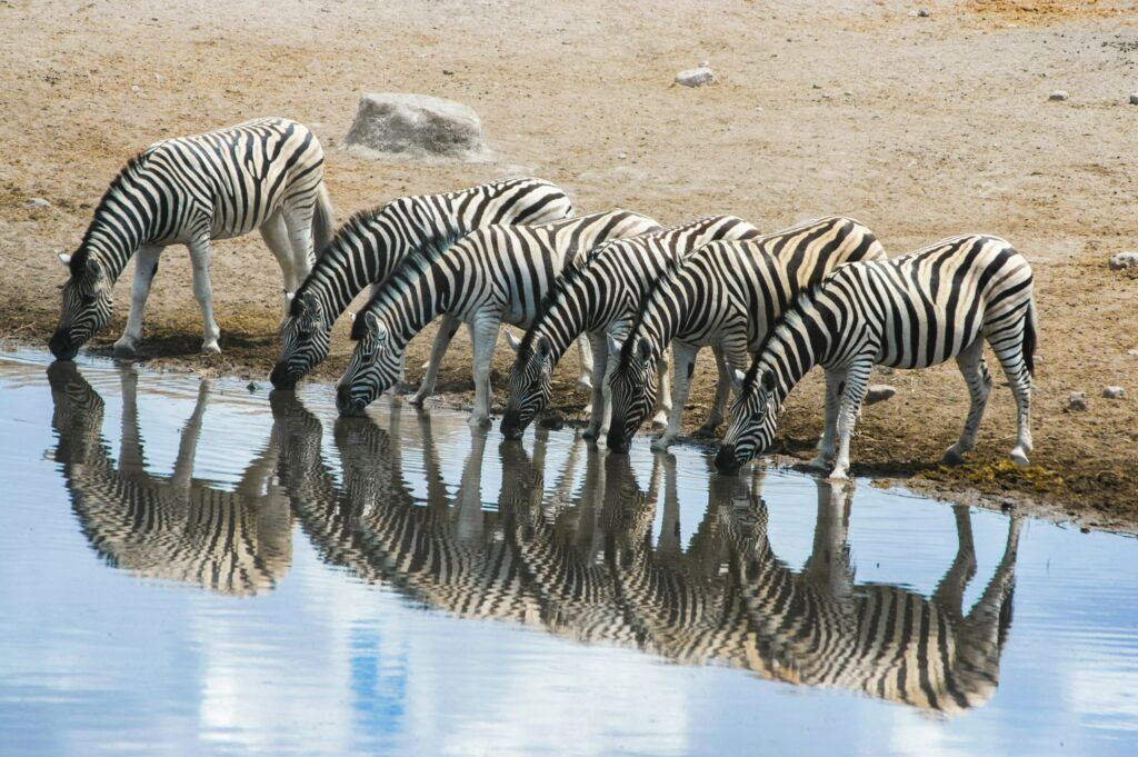 Zèbres se reflétant dans l'eau pendant qu'ils boivent au point d'eau d'Etosha