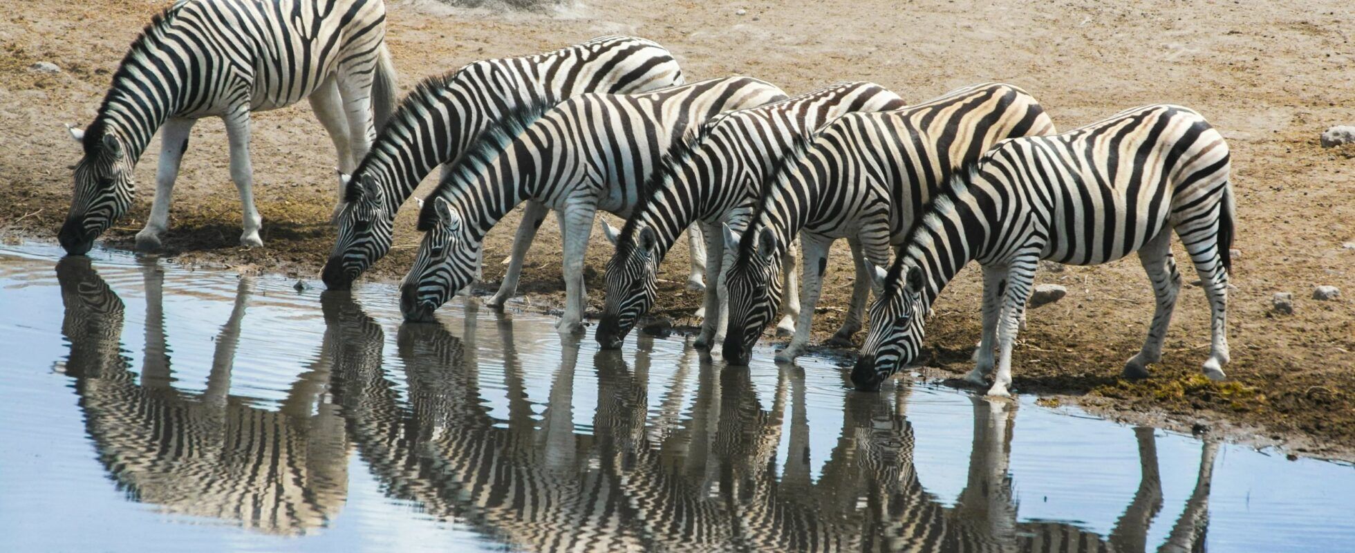 Zèbres se reflétant dans l'eau pendant qu'ils boivent au point d'eau d'Etosha