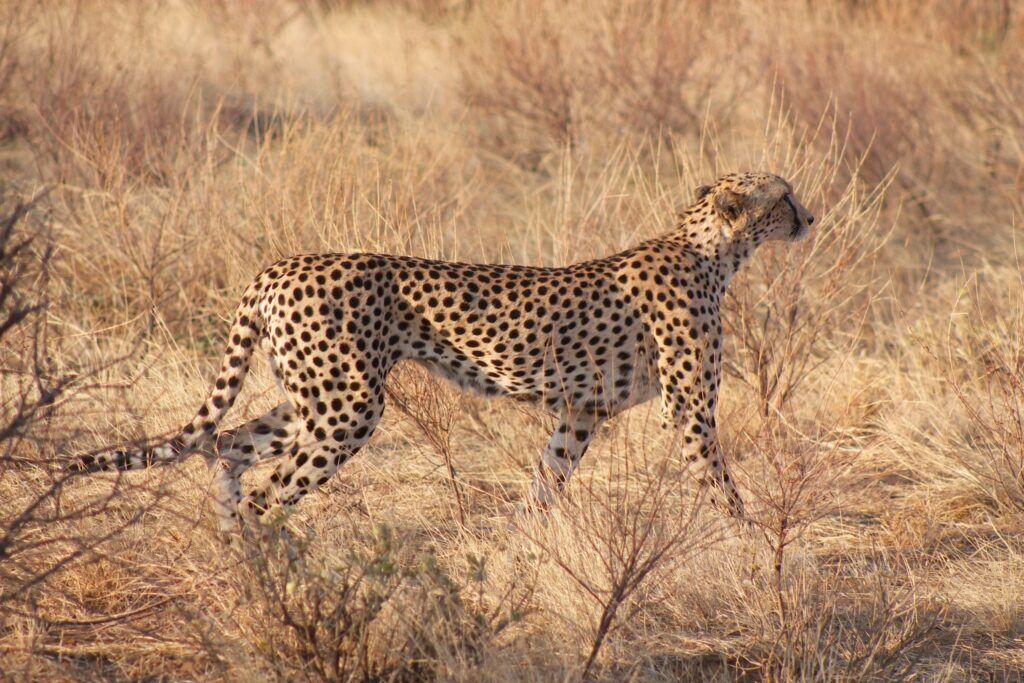 Guépard se déplaçant à l'affût dans les herbes sèches de la savane en Namibie