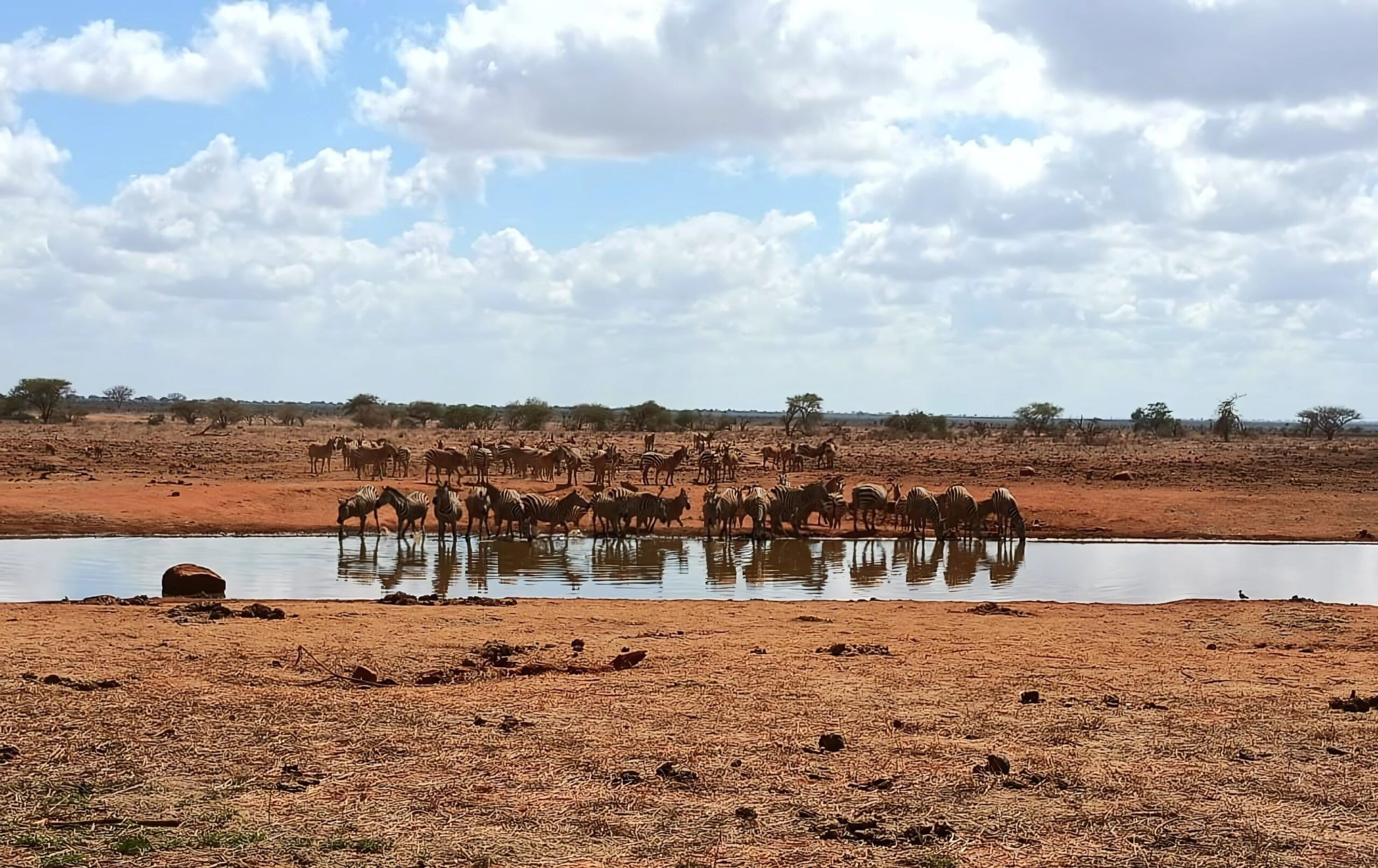 Safari dans la zone de conservation de Ngutuni