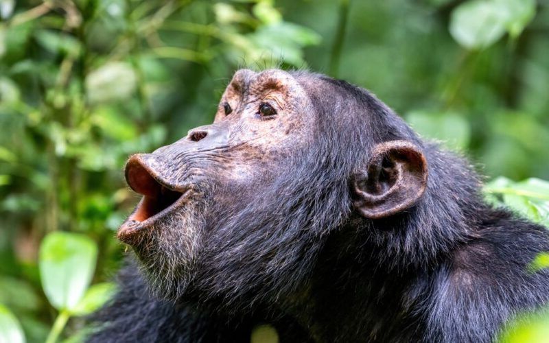 Close-up of a chimpanzee in Kibale Nationalpark