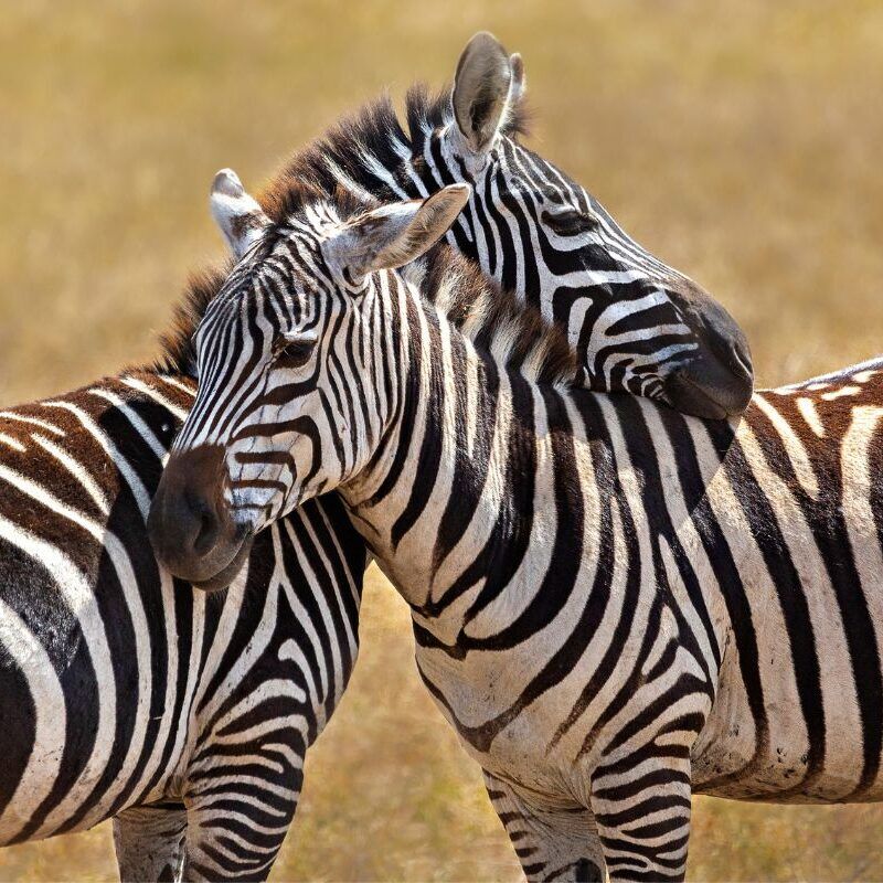 Zèbres lors s'un safari en Ouganda