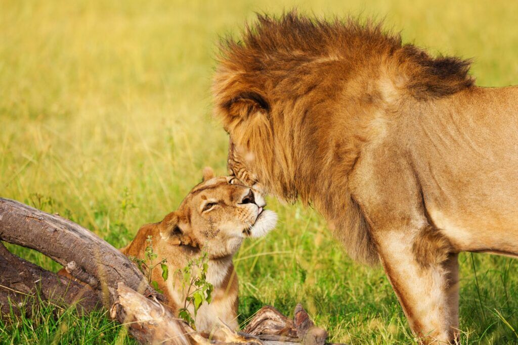 Lions du parc Amboseli