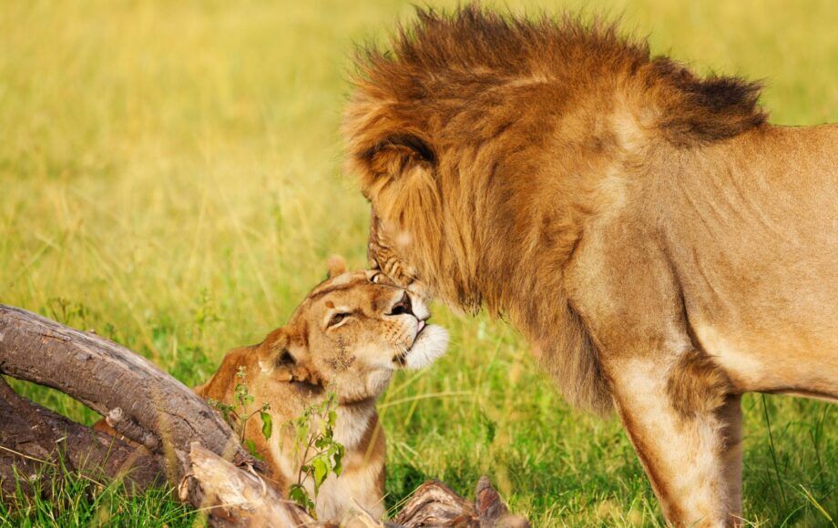 Lions du parc Amboseli