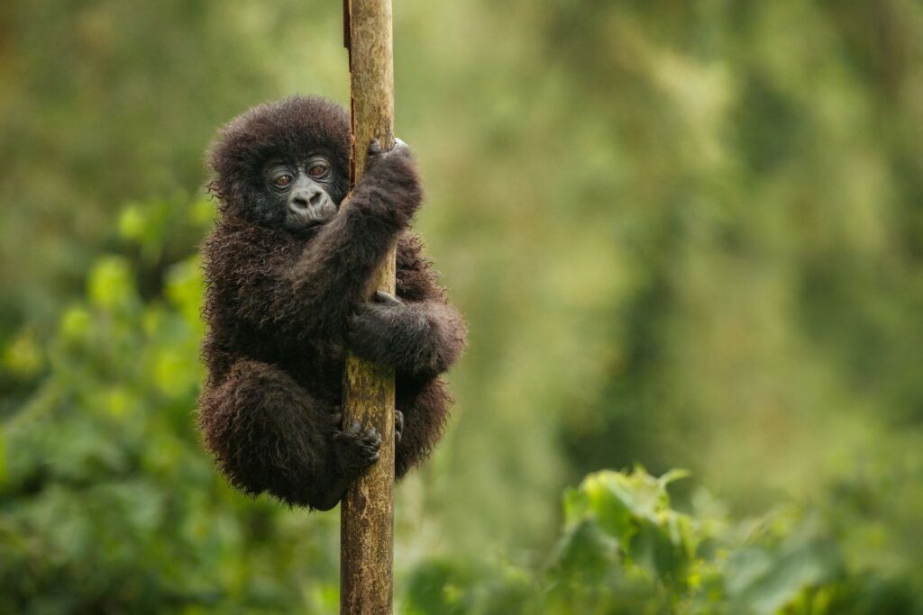  bébé gorille forêt Ouganda