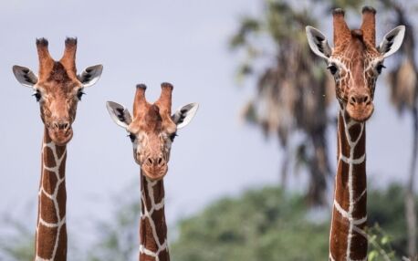 Girafe réticulée Samburu lors de 6 jours au Kenya