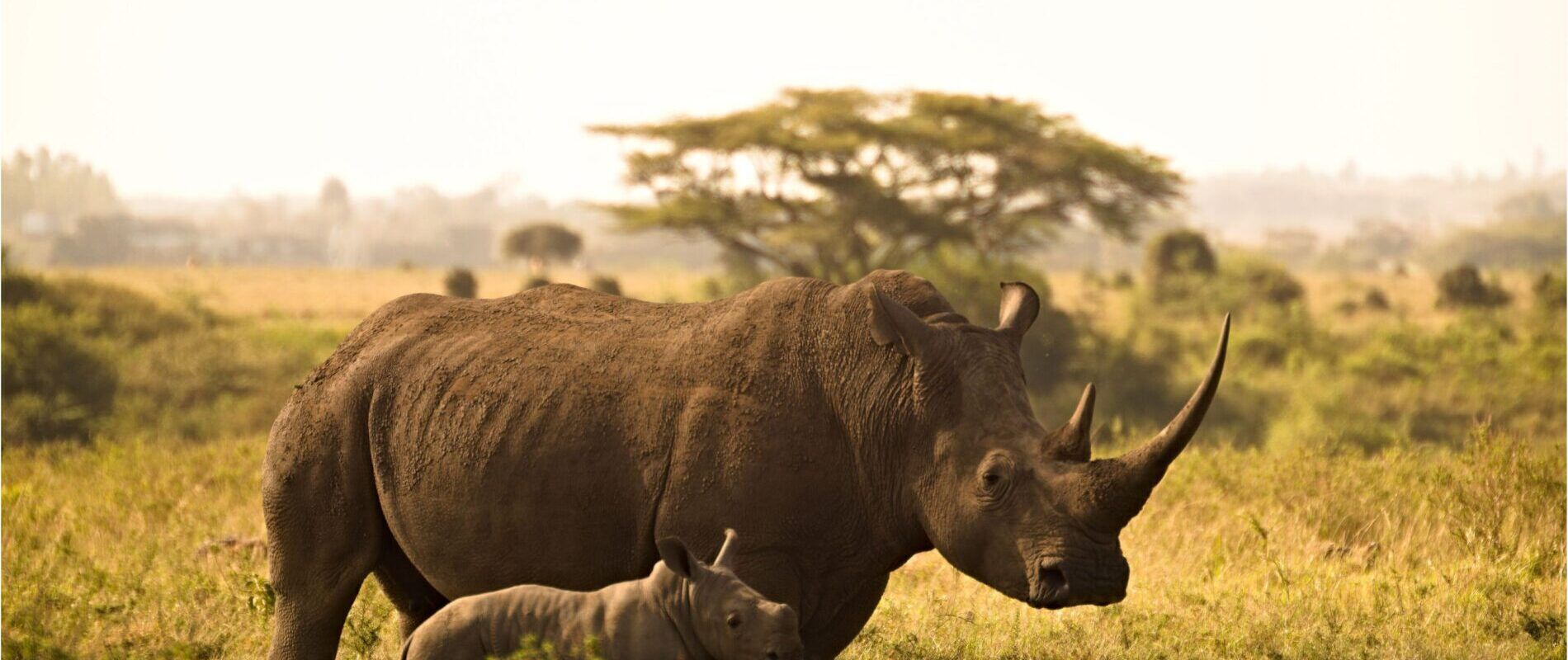 Ziwa Sanctuary Uganda