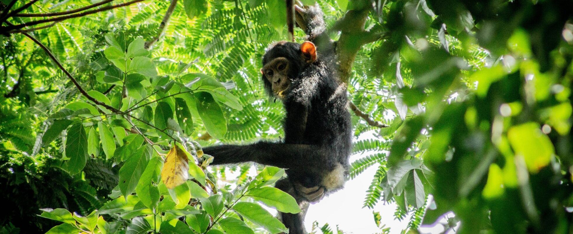 Chimpanzé lors d'un safari en Ouganda