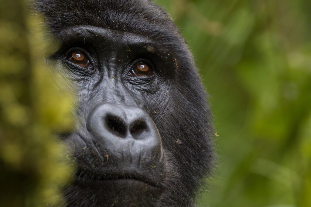 gorille Afrique