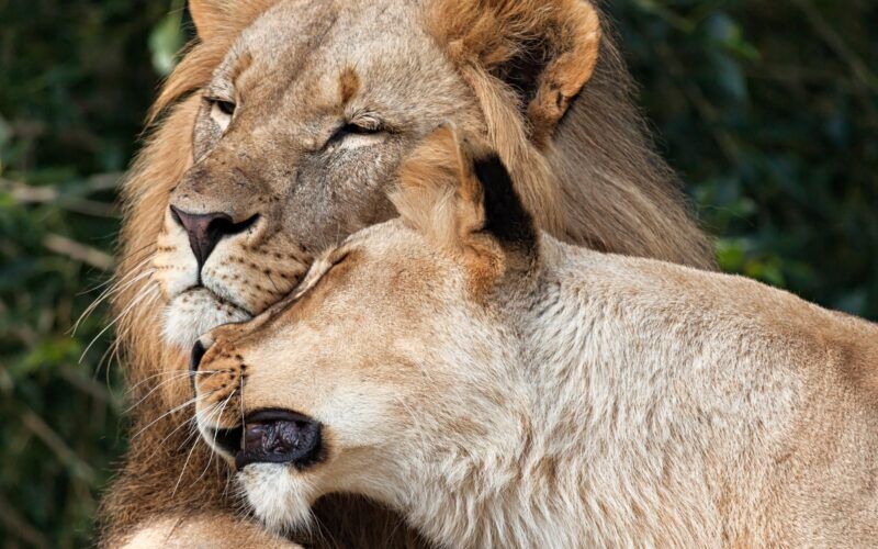 Voyage en couple au Kenya