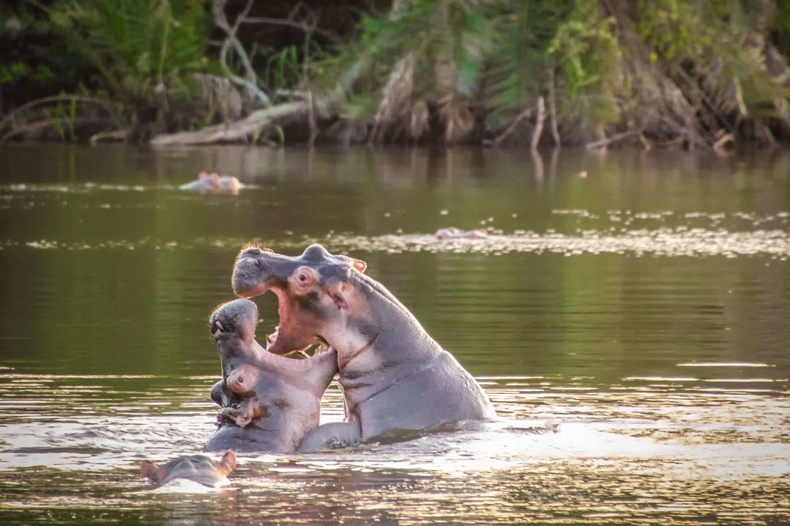 Safari à pied dans le parc national du lac Mburo