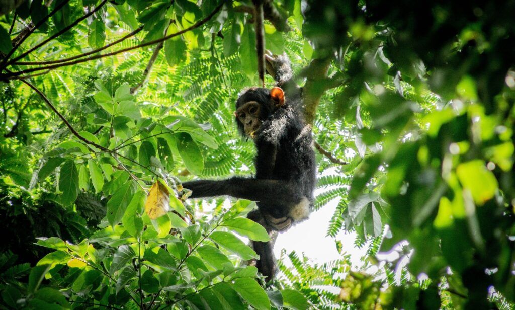 Chimpanzé Ouganda