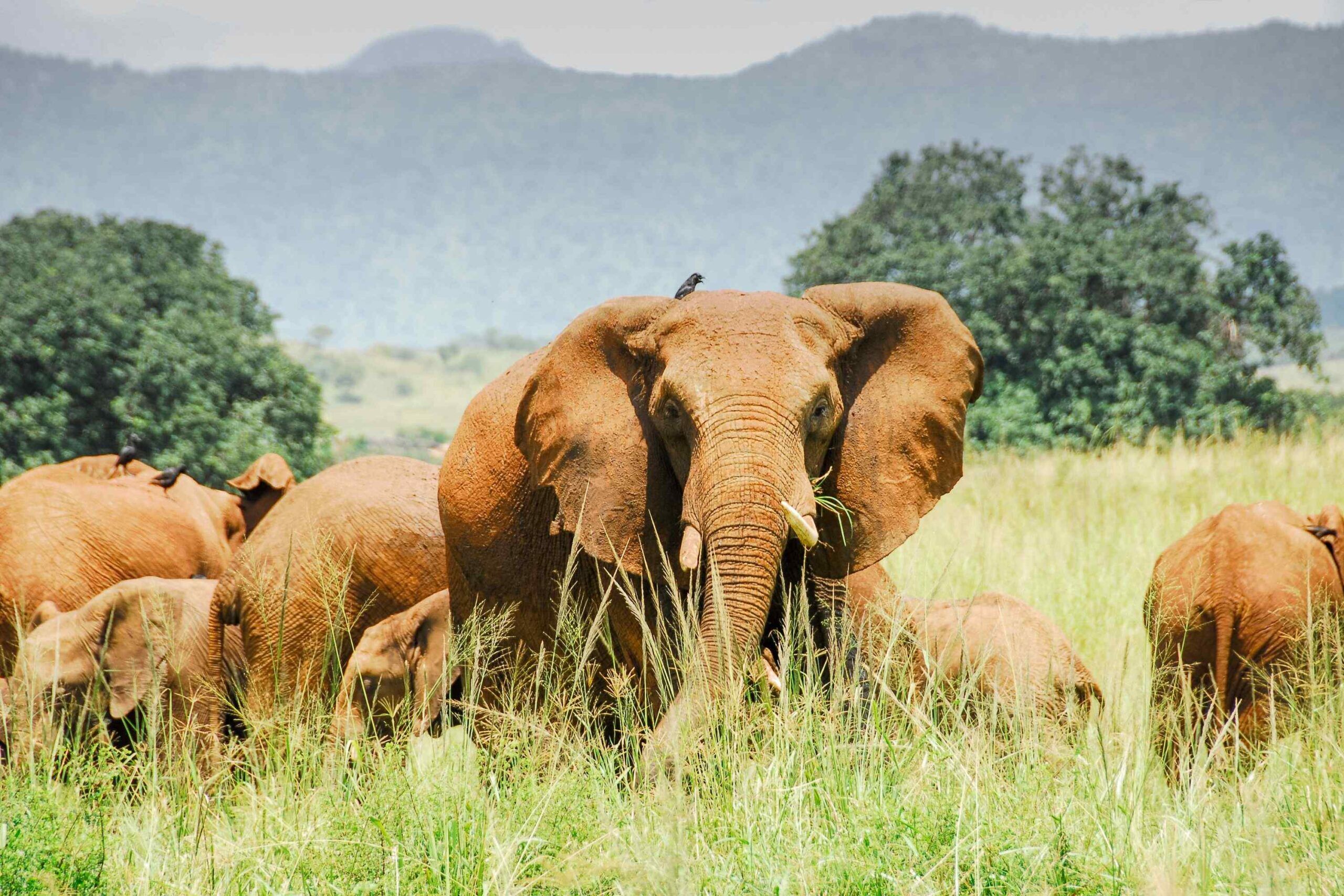 Pourquoi choisir Safari en Afrique ?