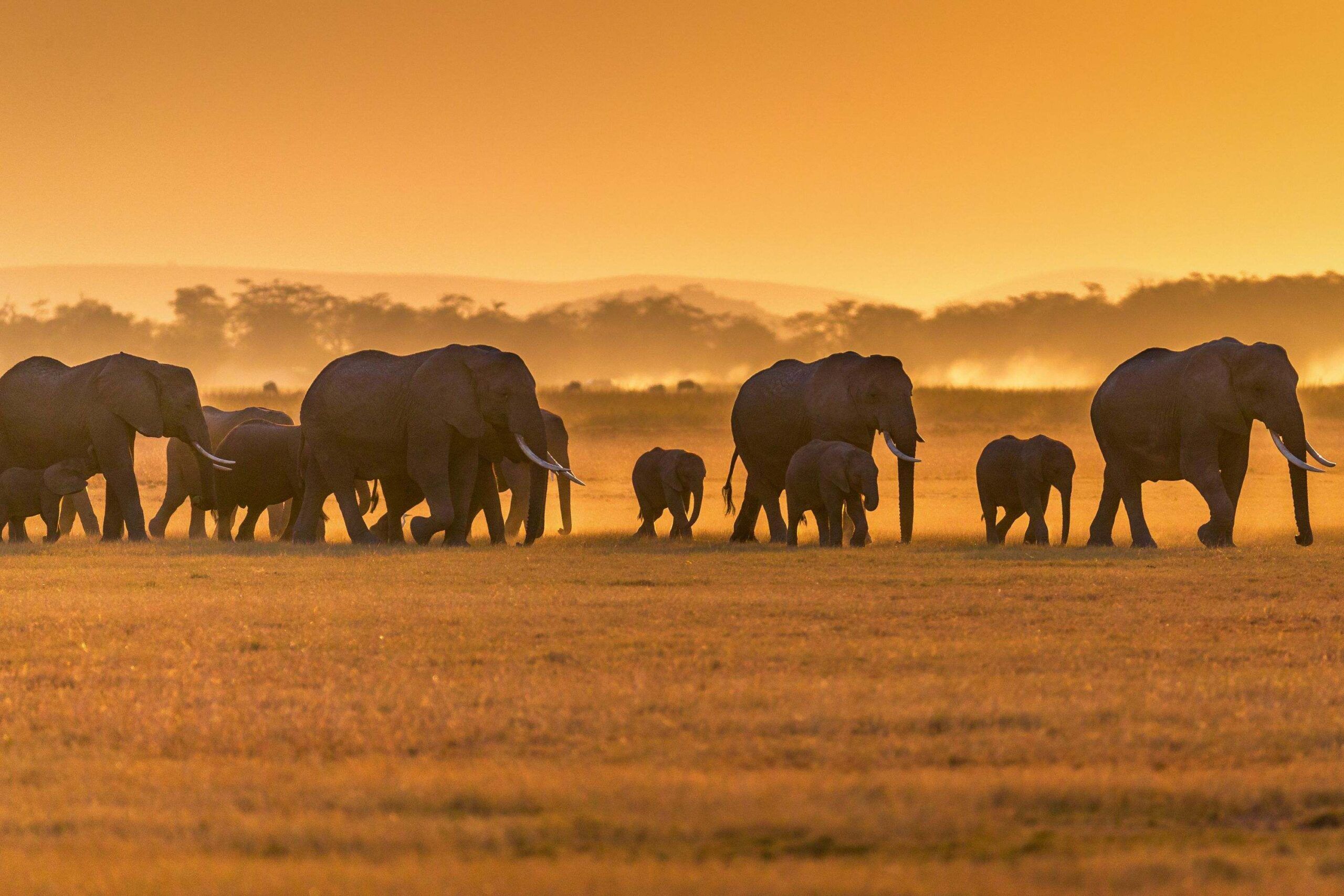 Apéritif à Tulia Amboseli