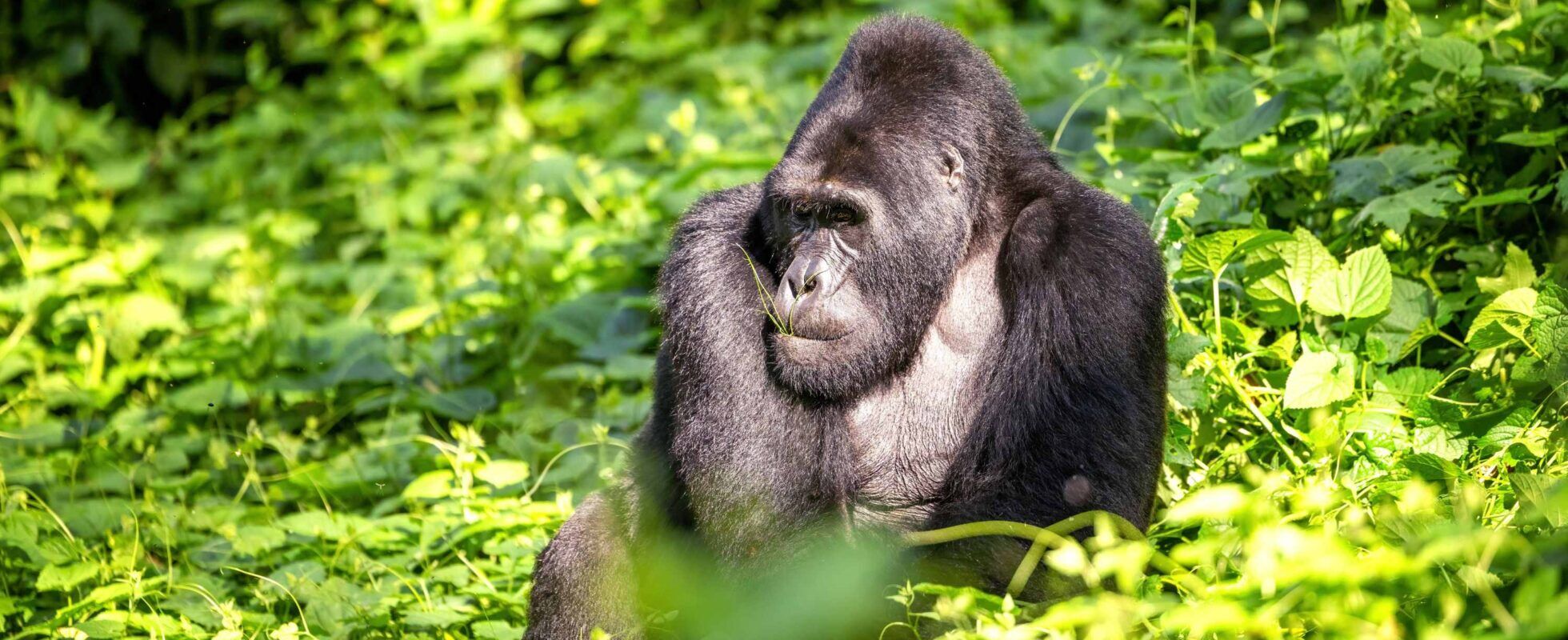 Gorille dos argenté assis dans un environnement verdoyant à Bwindi