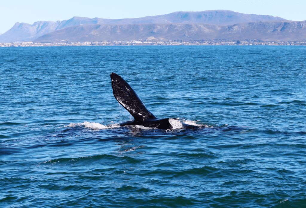 Baleine sortant à moitié de l'eau, avec la côte en arrière-plan