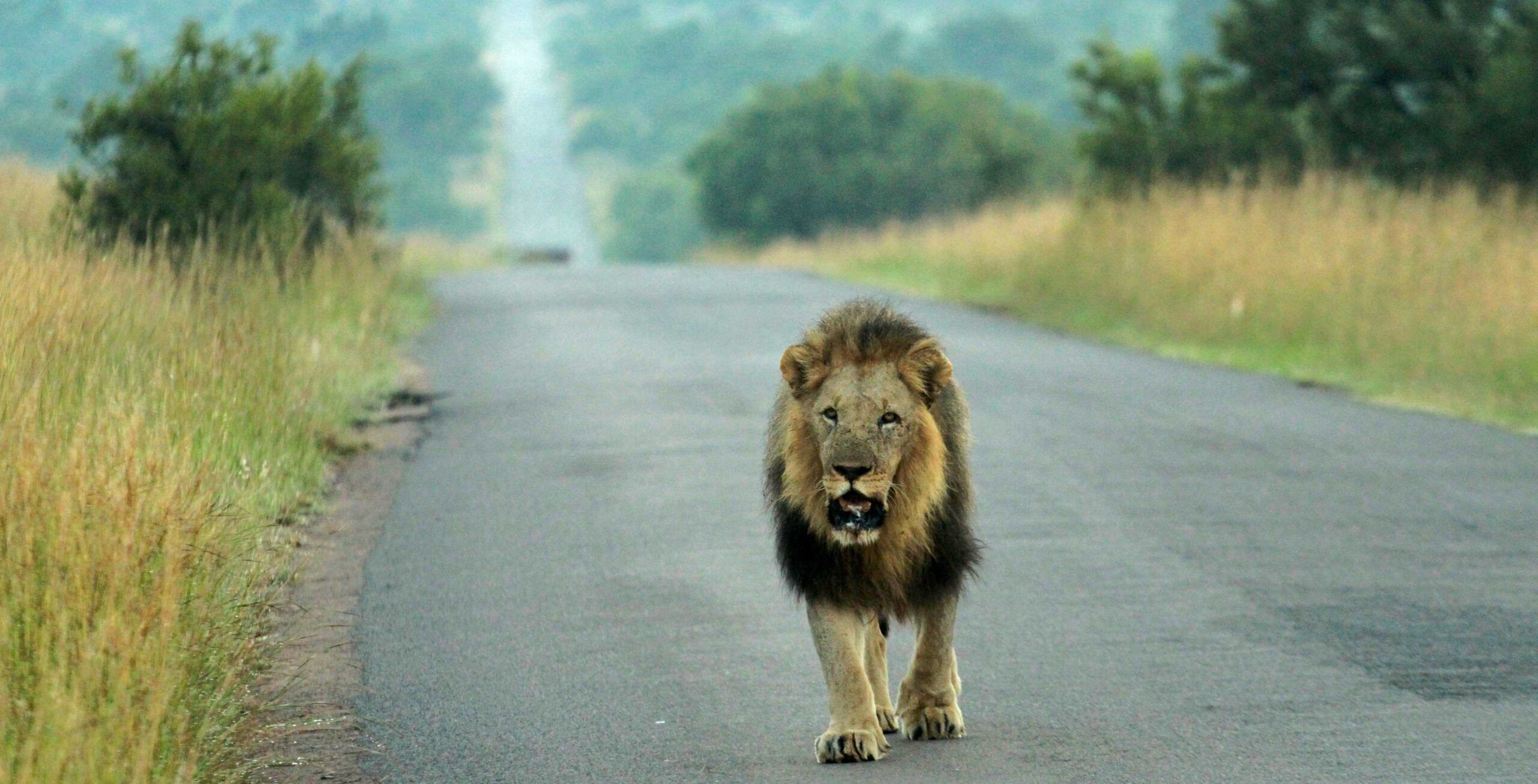 Trajet de Tshwane (Pretoria) à Pilanesberg