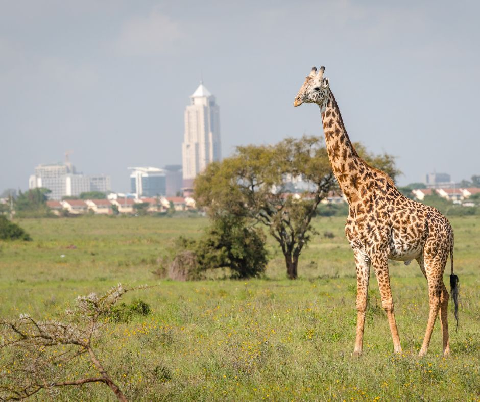 Que faire à Nairobi ? Visiter le parc national