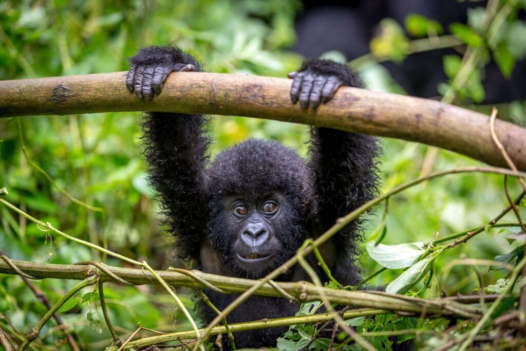 Bébé gorille de montagne accroché à une branche entourée d'une forêt verte