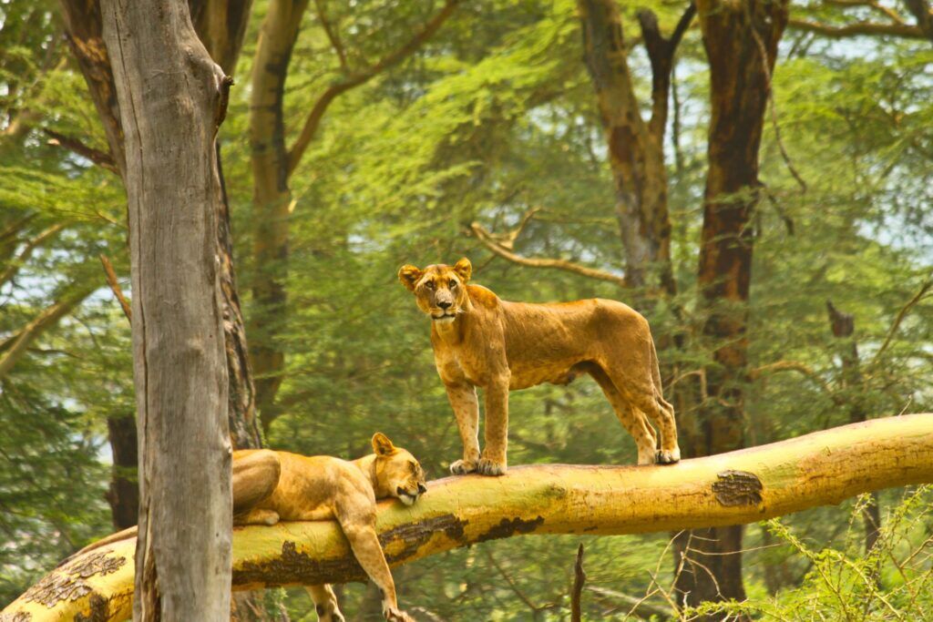 Lions grimpeurs du parc du lac Nakuru