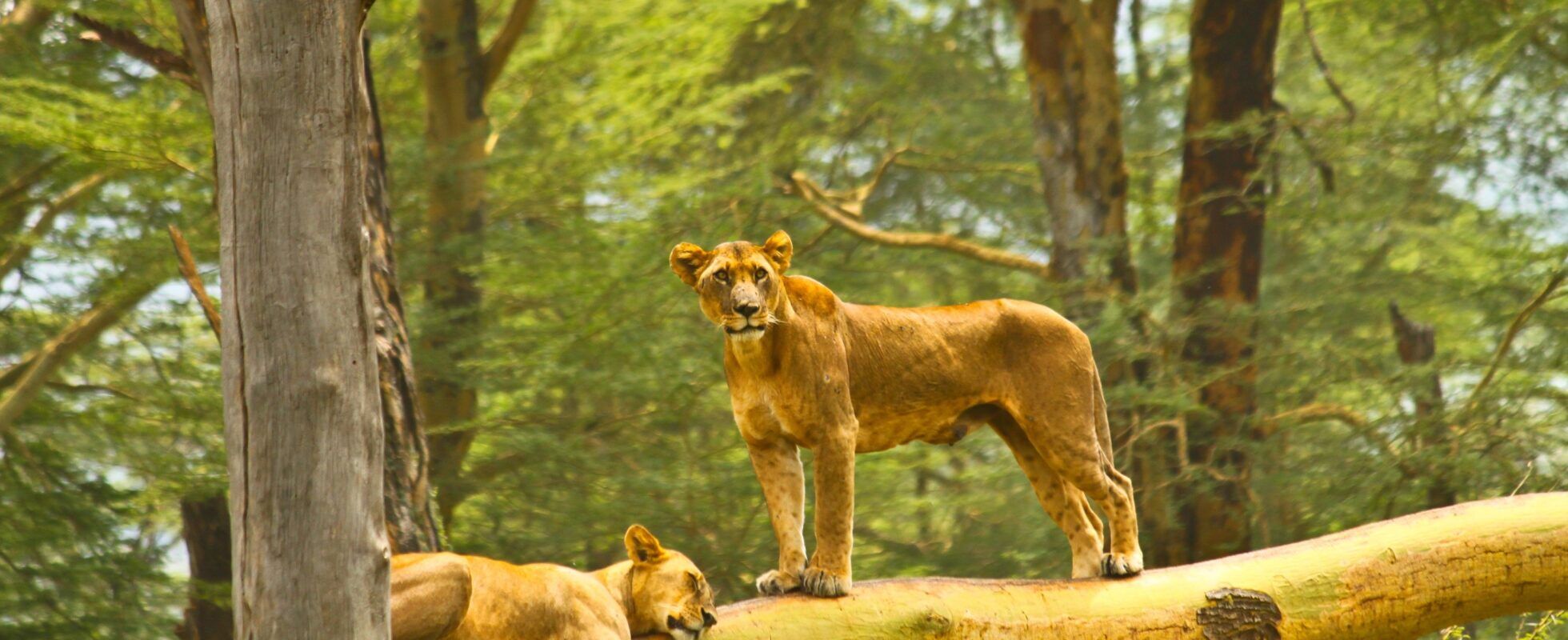 Lions grimpeurs du parc du lac Nakuru