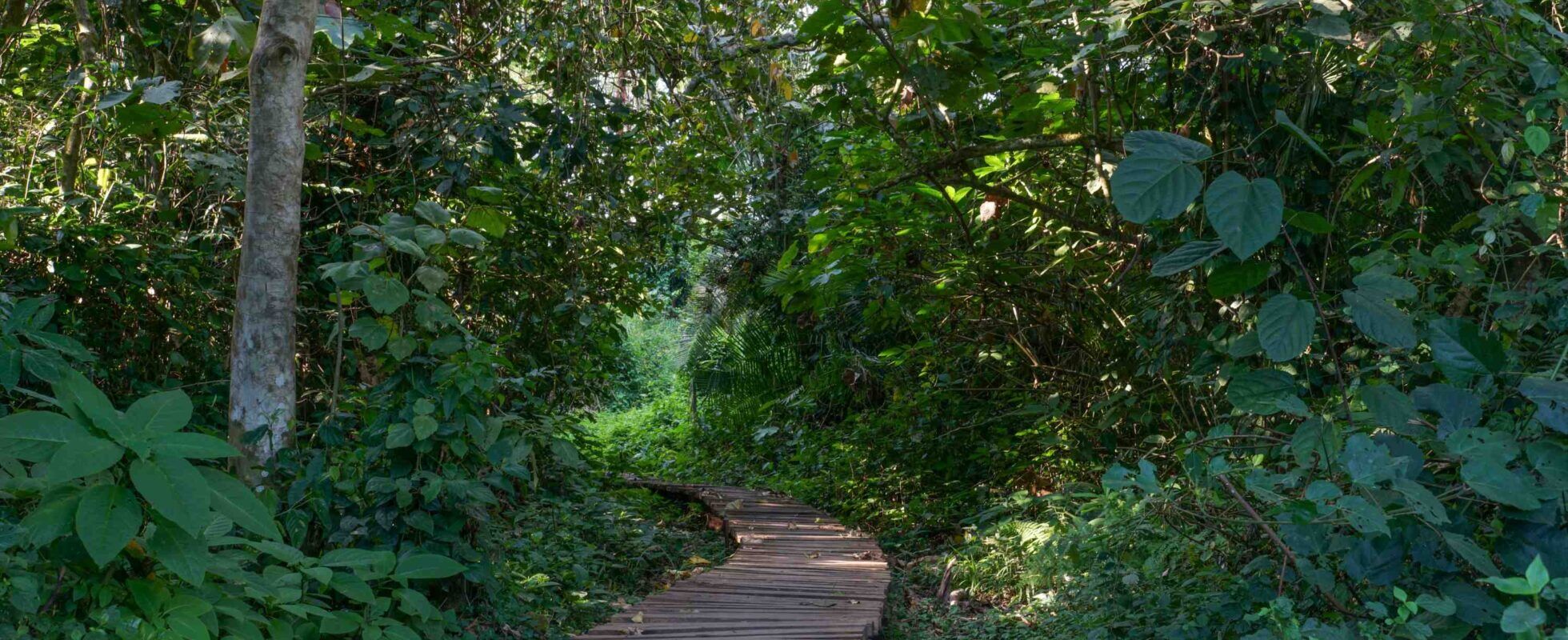 Chemin dans la forêt ougandaise