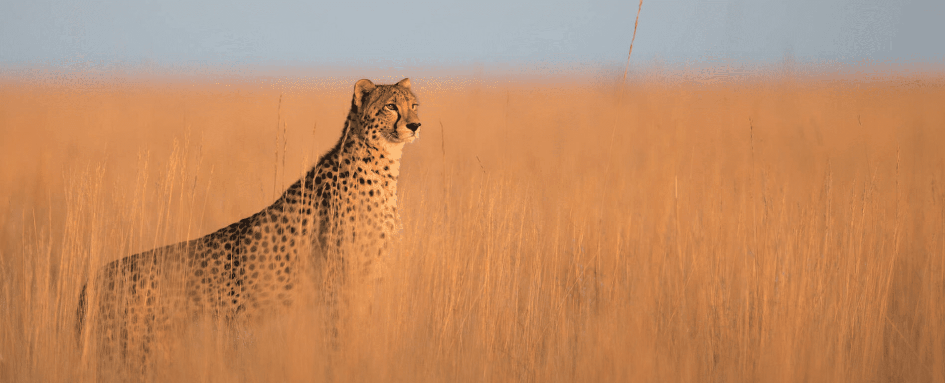 cheetah kenya - animaux