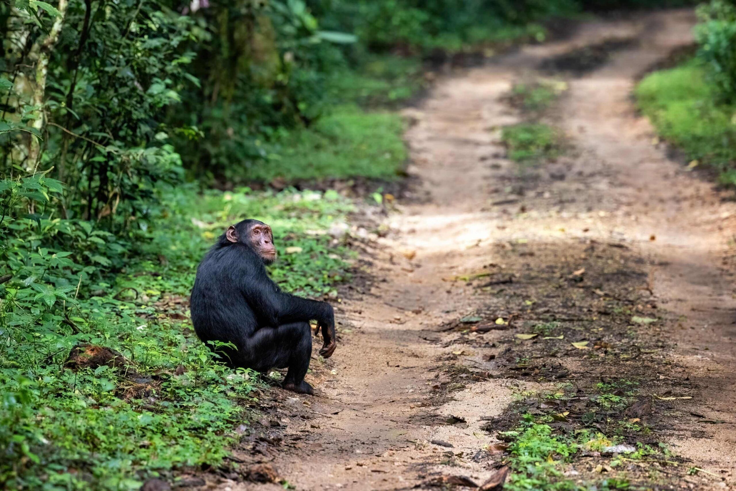 Trajet en voiture d'Entebbe / Kampala jusqu'au parc national de Kibale