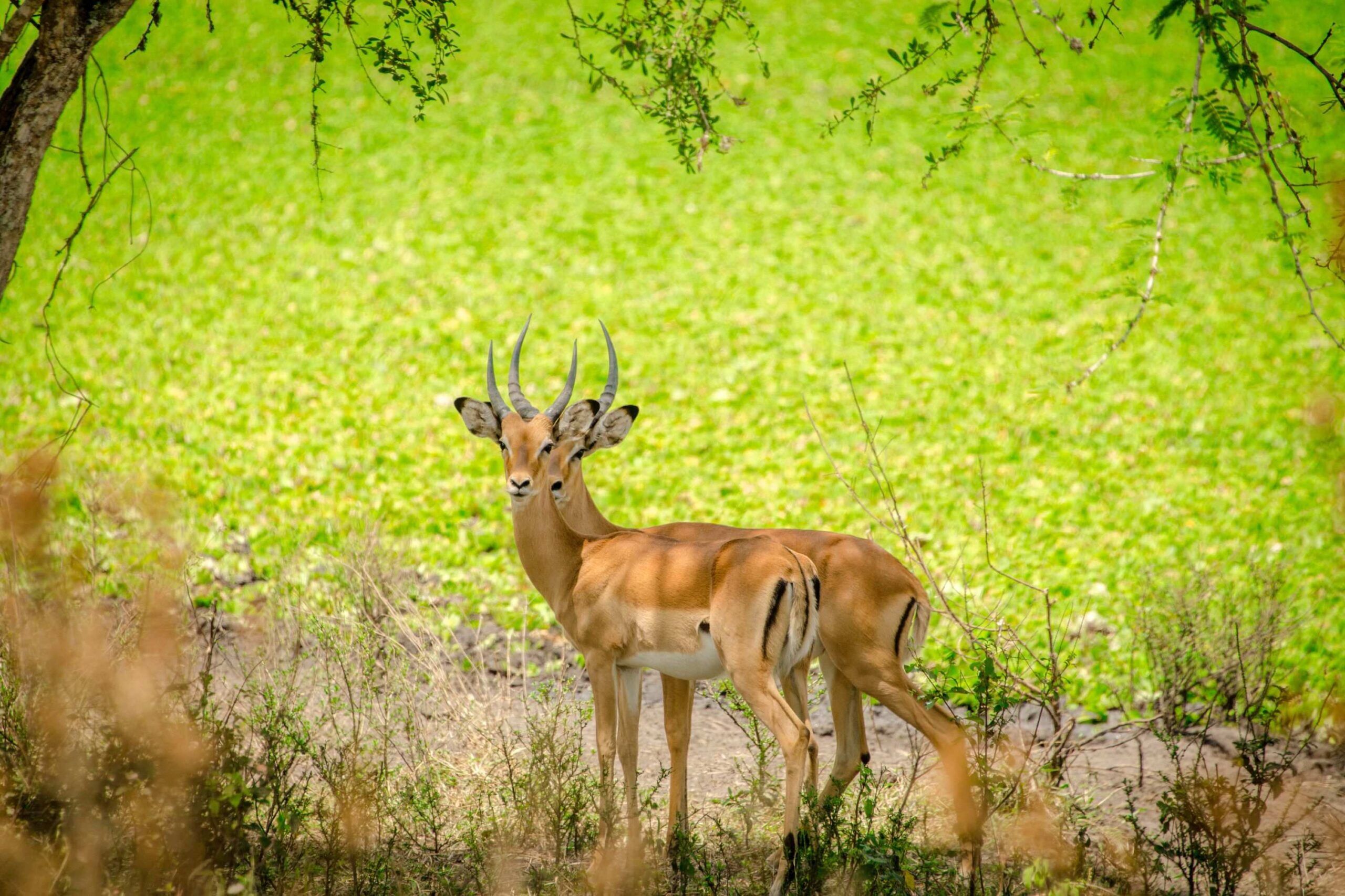 Safari en VTT en dehors du parc national du lac Mburo