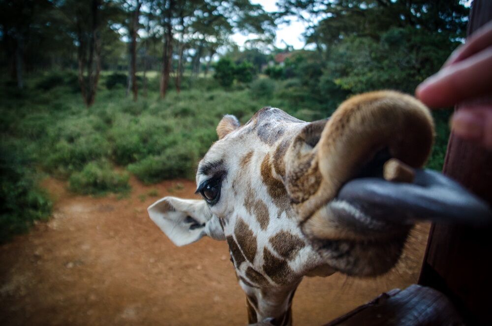 giraffe center