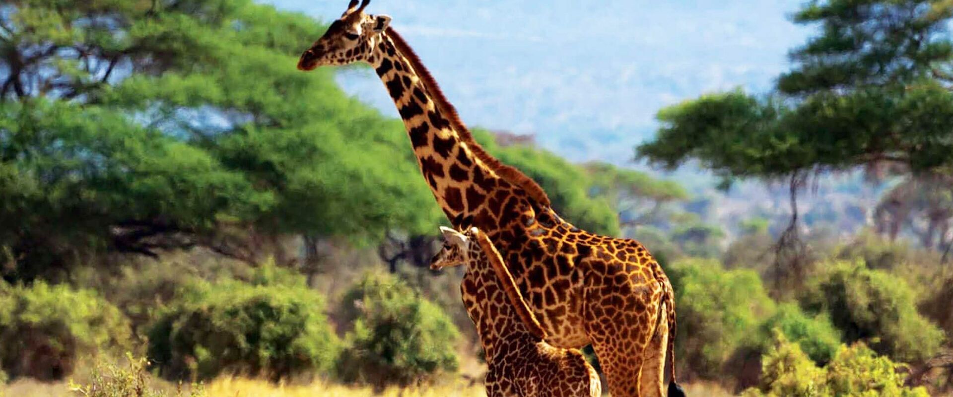 Girafes du parc d'Amboseli