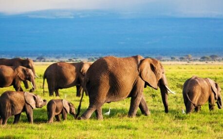 Éléphants en marche