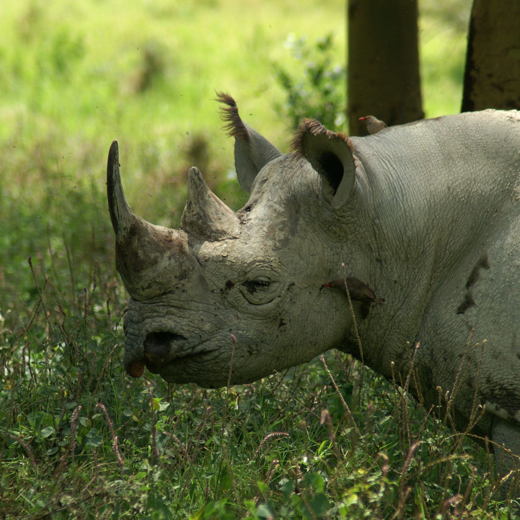 Rhinocéros, animal Kenya