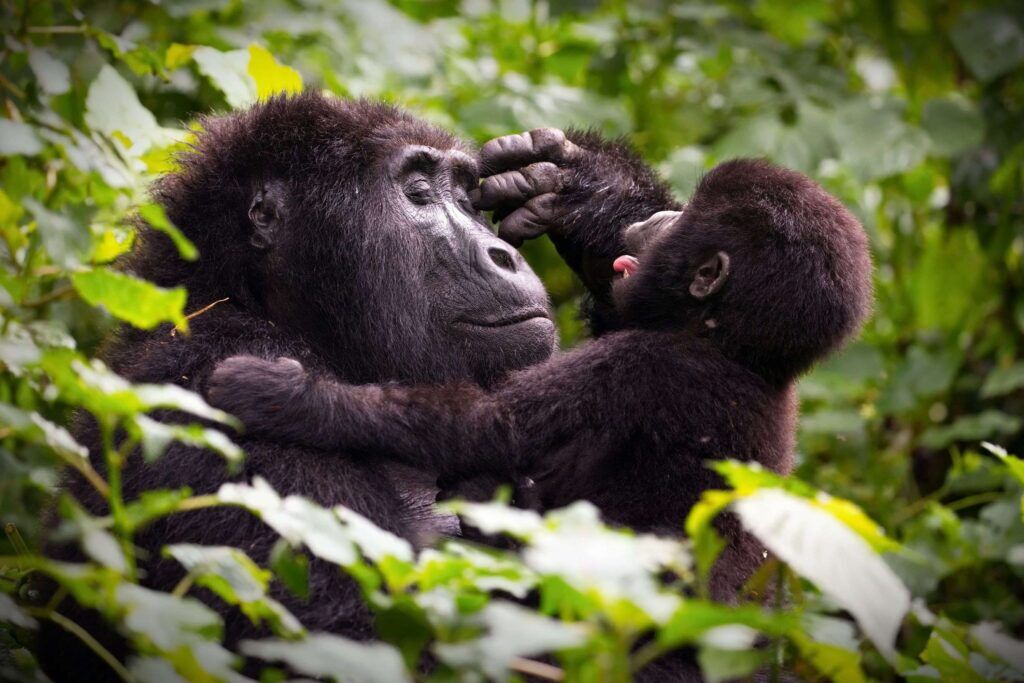 maman gorille et son petit dans une forêt de l'Ouganda