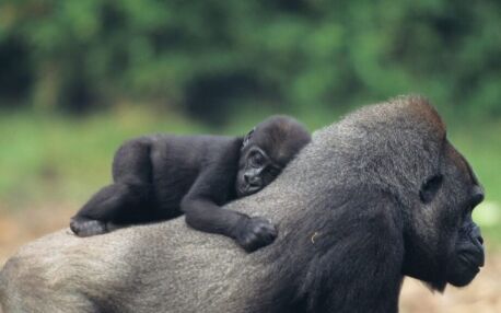 Gorille en ouganda avec bébé sur son dos