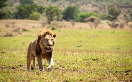 Lion-Kidepo-Valley