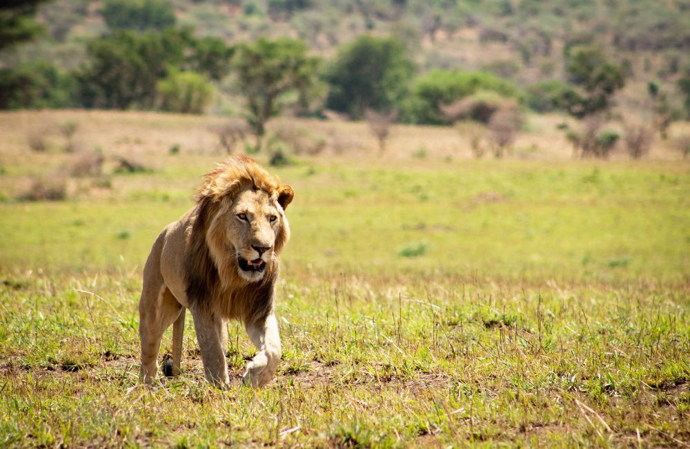 Lion-Kidepo-Valley