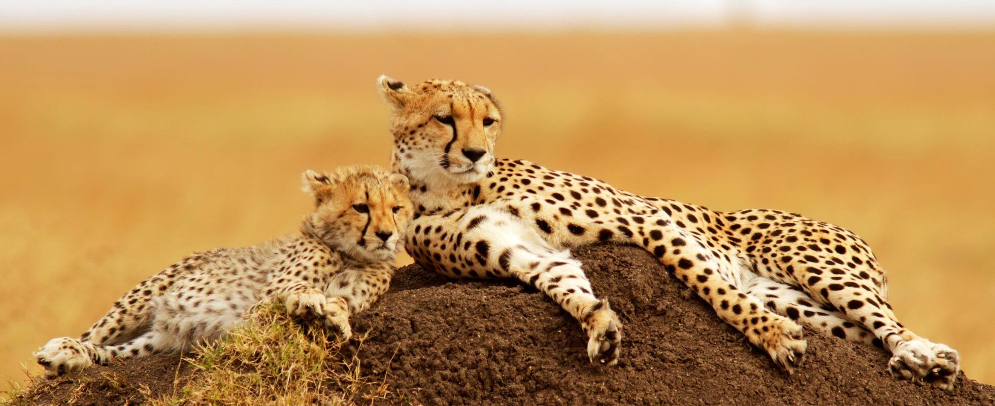 Guépards du Masai Mara